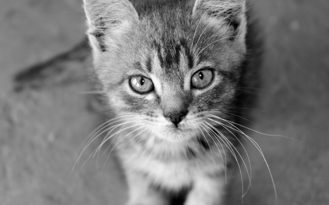 Sad kitten looking up black free wallpaper for desktop - medium preview image