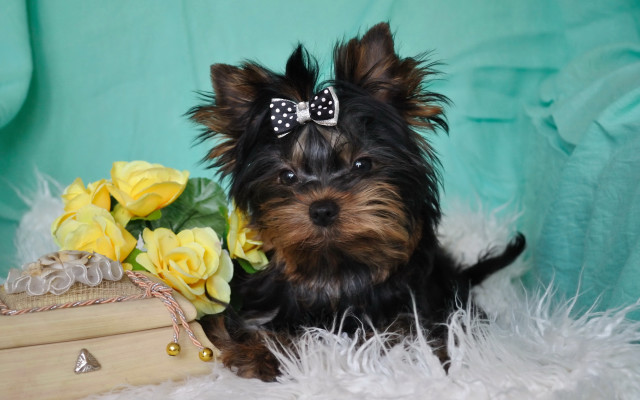 Small dog bow flower books free wallpaper for desktop - medium preview image