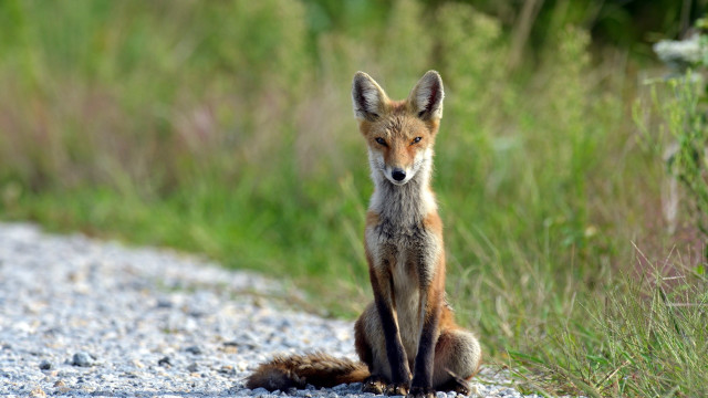 Curious fox on gravel road free wallpaper for desktop - medium preview image