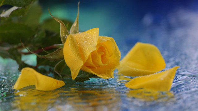 Yellow rose water droplets blue #2 free wallpaper for desktop - medium preview image