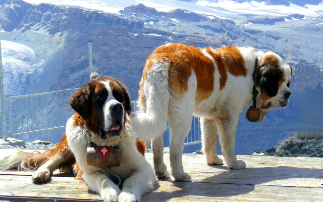 Mountain dogs wooden platform snowy free wallpaper for desktop - medium preview image