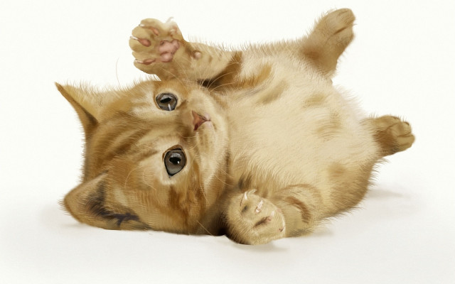 Cat on back paws ground free wallpaper for desktop - medium preview image