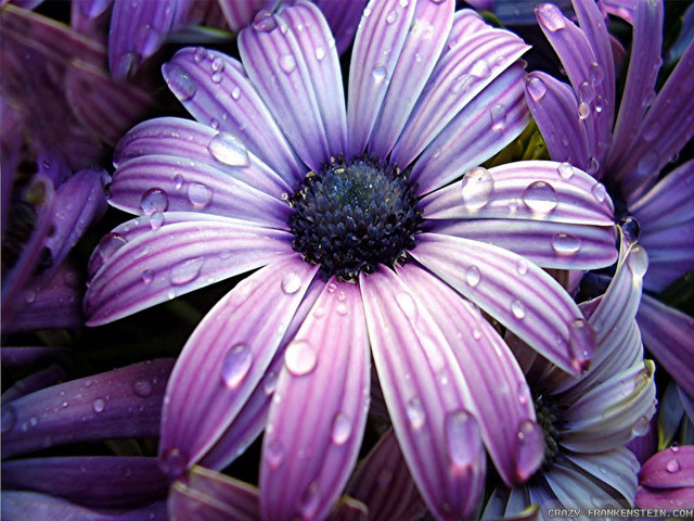 Purple flower water droplets petals #2 free wallpaper for desktop - medium preview image