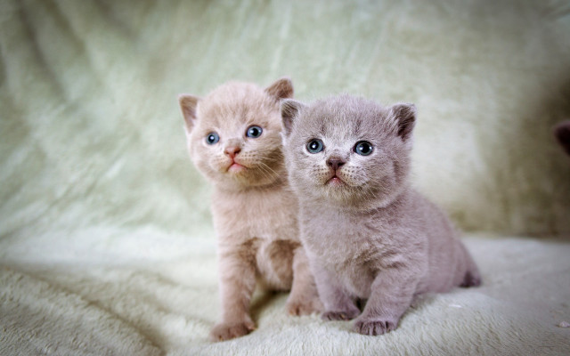 Kittens surprised blue eyes blurry free wallpaper for desktop - medium preview image