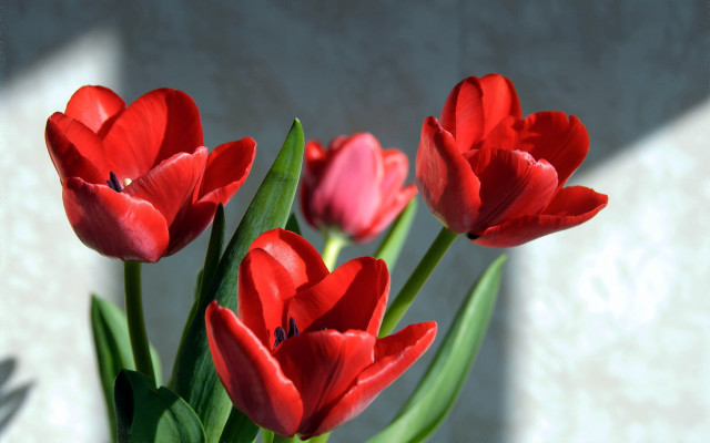 Vase red flowers table wall free wallpaper for desktop - medium preview image