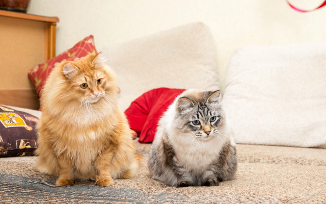 Two cats bed pillows blue free wallpaper for desktop - medium preview image