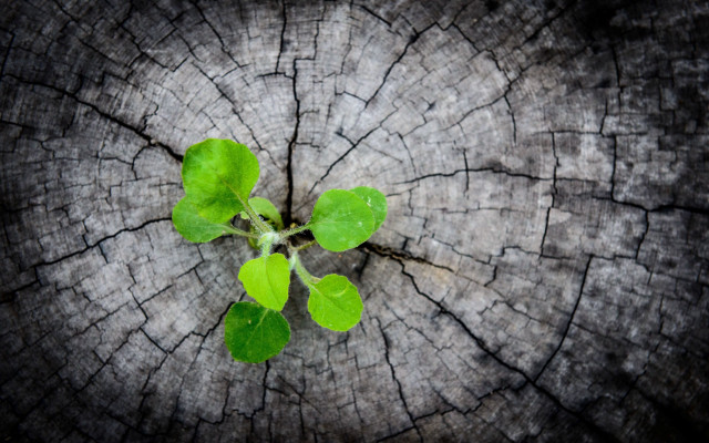 Tree stump green plant honeycomb free wallpaper for desktop - medium preview image