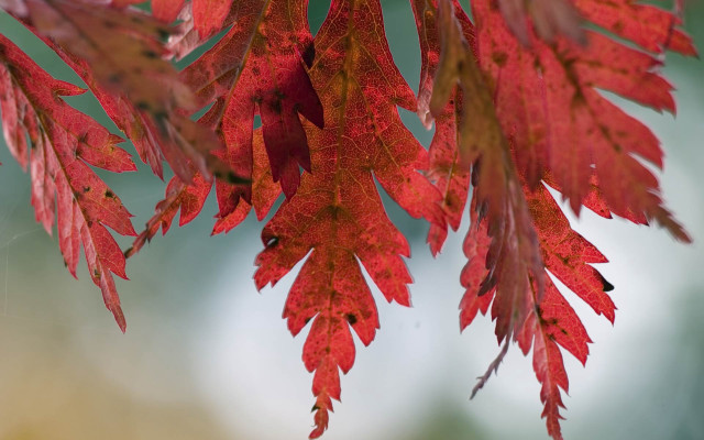 Red leafy branch autumn blurry free wallpaper for desktop - medium preview image