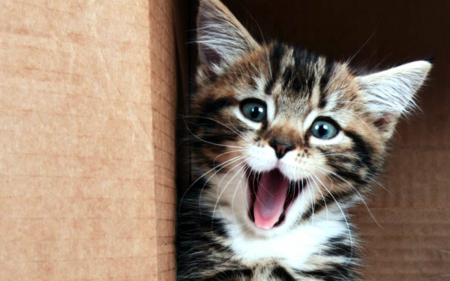 Yawning kitten in box cute free wallpaper for desktop - medium preview image