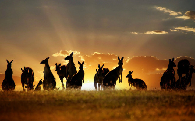 Kangaroos sunset field clouds twilight free wallpaper for desktop - medium preview image