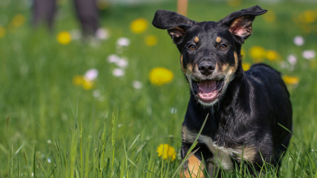 Dog grass open mouth reindeer free wallpaper for desktop - medium preview image