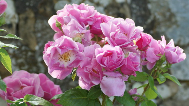 Pink roses blooming vase table free wallpaper for desktop - medium preview image