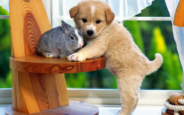 Puppy rabbit cuddling chair tachisme free wallpaper for desktop - medium preview image