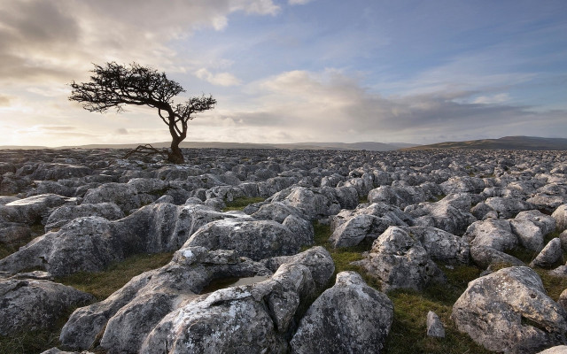 Lone tree rocks grass cloudy free wallpaper for desktop - medium preview image