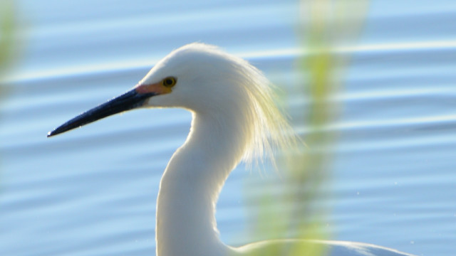 White bird long neck water free wallpaper for desktop - medium preview image