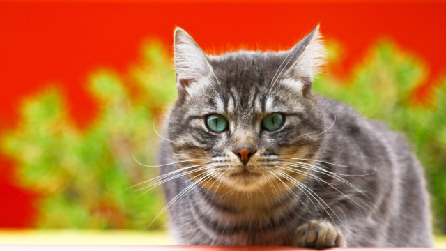 Green eyes cat red wall free wallpaper for desktop - medium preview image