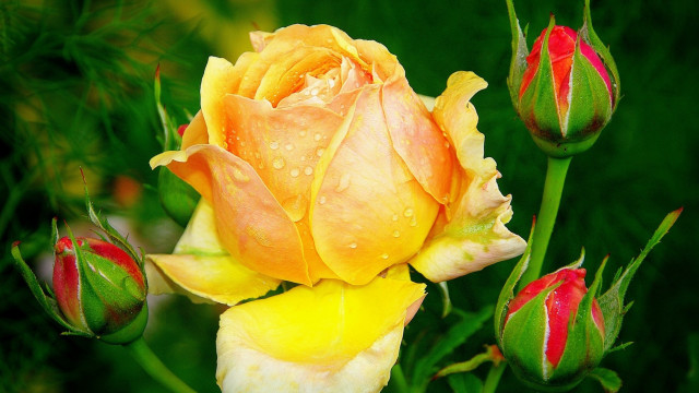 Yellow rose red tips water free wallpaper for desktop - medium preview image