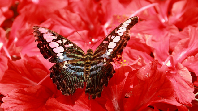 Butterfly flower red background macro free wallpaper for desktop - medium preview image
