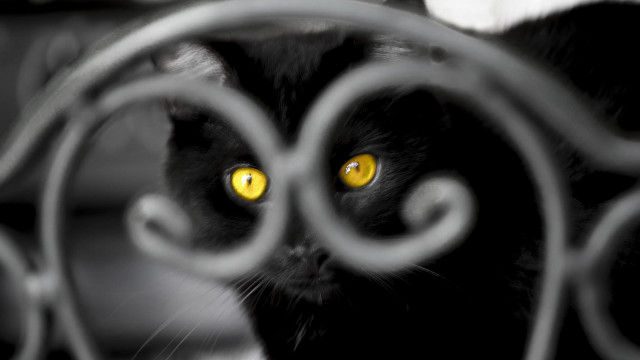 Black cat yellow eyes fence free wallpaper for desktop - medium preview image