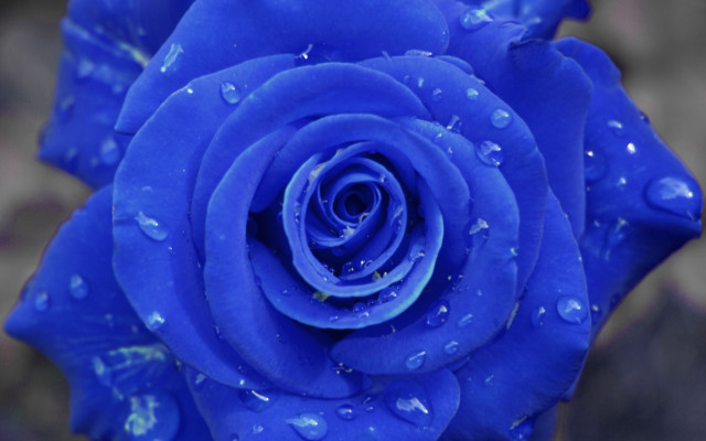 Blue rose water droplets bokeh free wallpaper for desktop - medium preview image