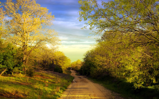 Dirt road trees grass sunny free wallpaper for desktop - medium preview image