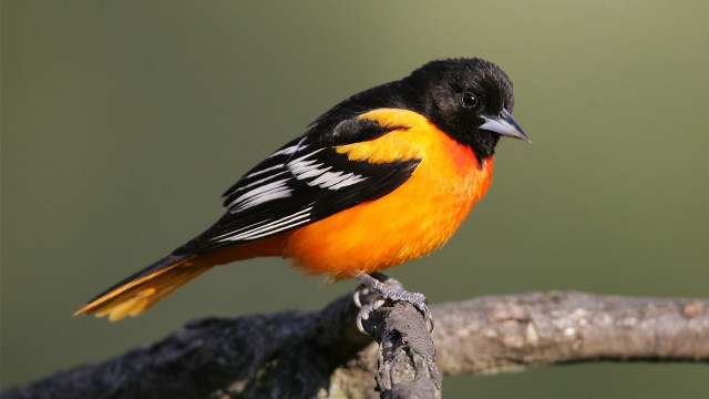 Orange black bird on branch free wallpaper for desktop - medium preview image