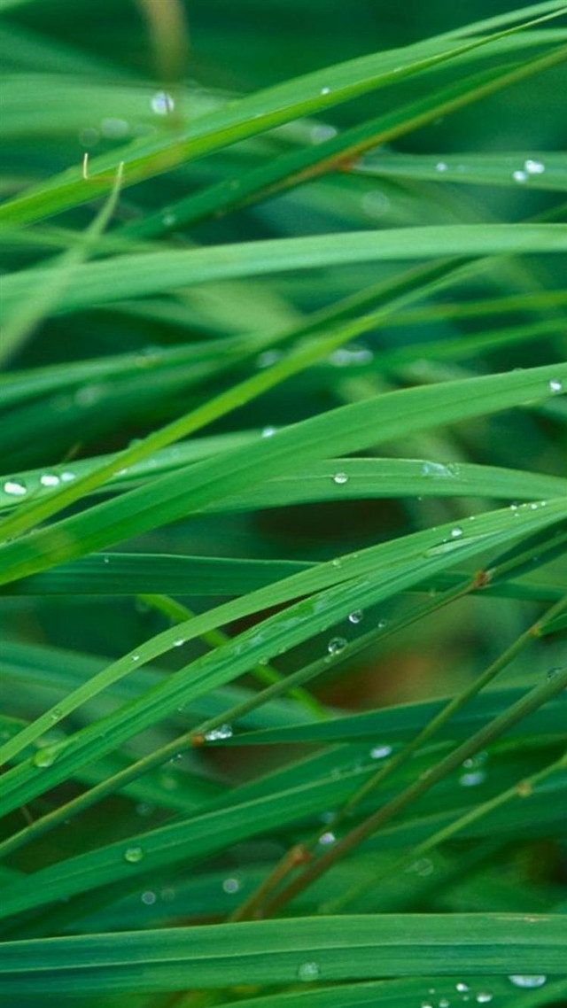 Green grass water drops macro #2 free wallpaper for mobile - medium preview image