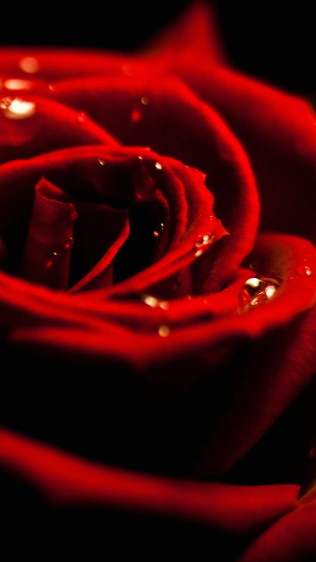 Red rose water droplets black #3 free wallpaper for mobile - medium preview image