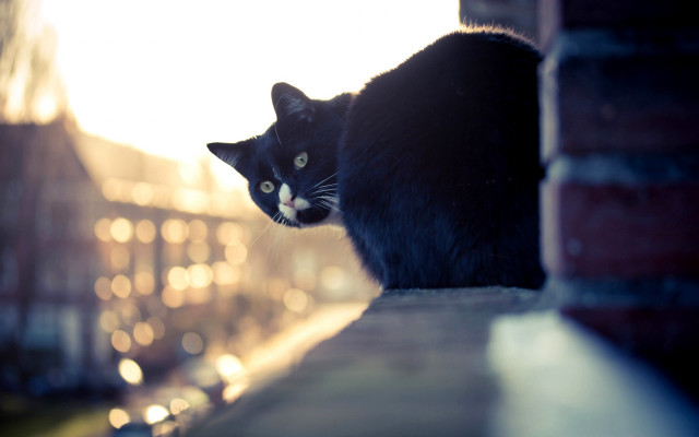 Black cat brick wall building free wallpaper for desktop - medium preview image