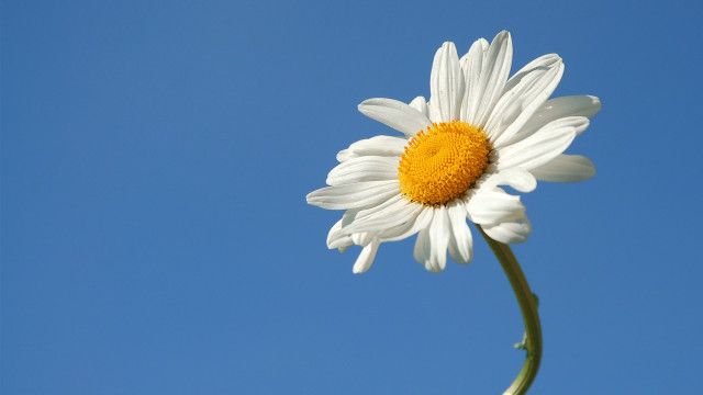 White daisy blue sky flower free wallpaper for desktop - medium preview image