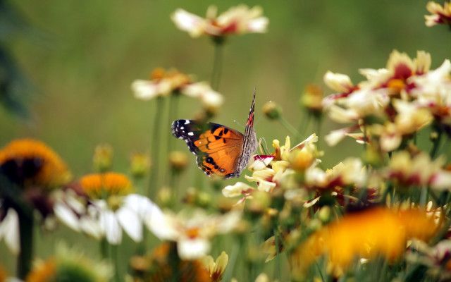 Butterfly flower field daisies macro free wallpaper for desktop - medium preview image