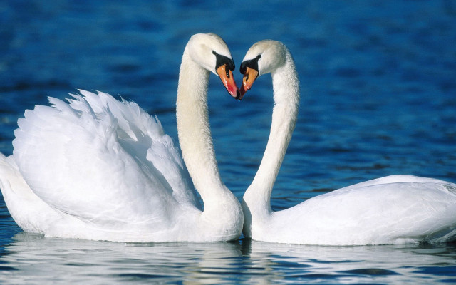 Swans heart shape water outdoors free wallpaper for desktop - medium preview image