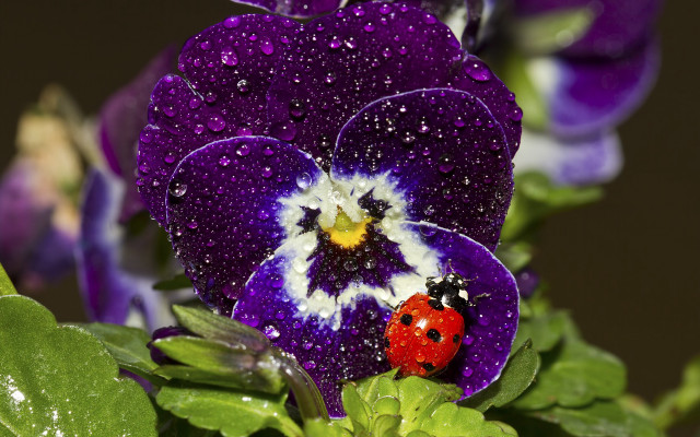 Ladybug purpleflower waterdroplets macroart aurora free wallpaper for desktop - medium preview image