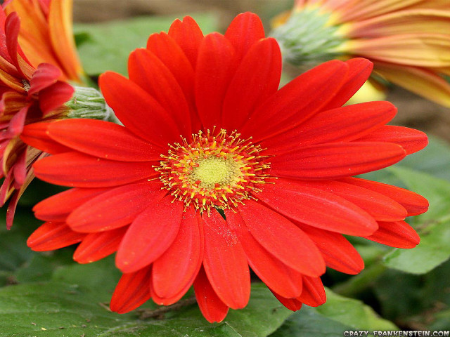 Red flower yellow center green #10 free wallpaper for desktop - medium preview image