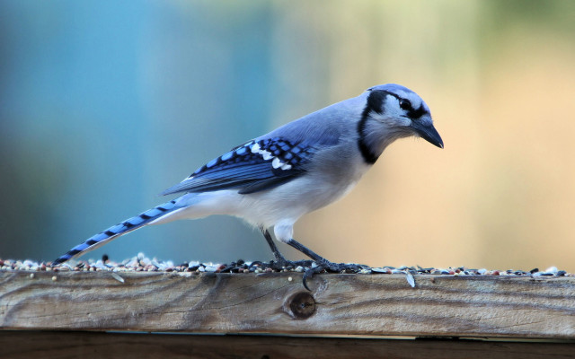 Blue jay perched on fence free wallpaper for desktop - medium preview image