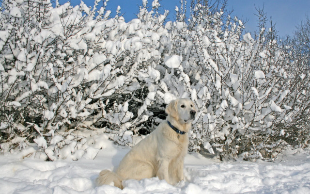Dog snow bush blue sky free wallpaper for desktop - medium preview image