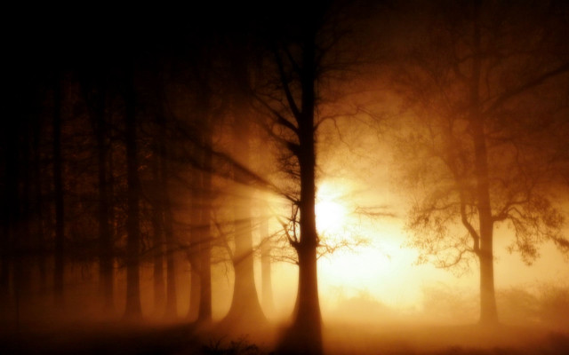 Foggy forest sunset silhouette autumn free wallpaper for desktop - medium preview image