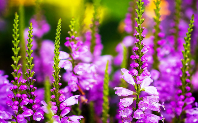 Purple water droplets flower bokeh free wallpaper for desktop - medium preview image