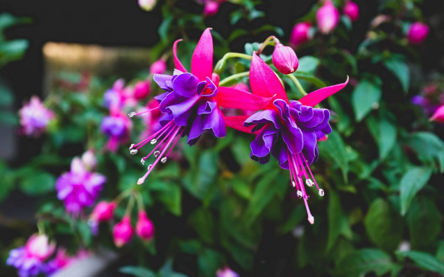 Purple flower garden bokeh blurry #2 free wallpaper for desktop - medium preview image