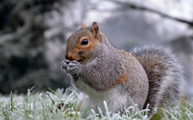 Squirrel frosted grass winter bare free wallpaper for desktop - medium preview image