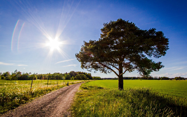 Dirt road tree field sunlight #2 free wallpaper for desktop - medium preview image