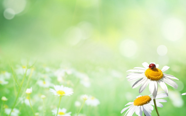 Ladybug daisy field bokeh ecological free wallpaper for desktop - medium preview image