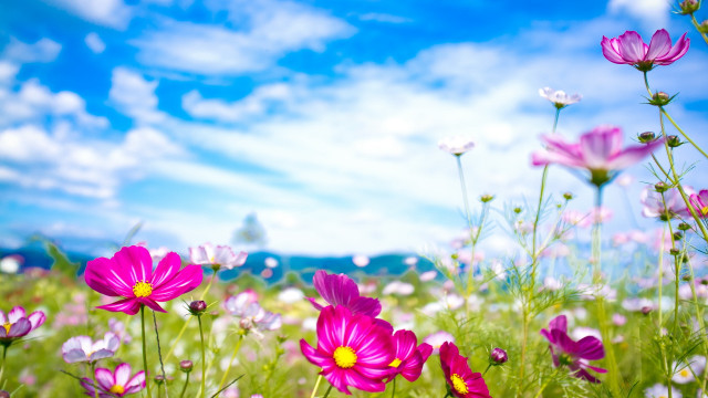 Purple flower field blue sky #5 free wallpaper for desktop - medium preview image
