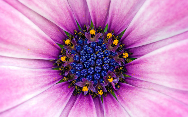 Pink flower yellow blue center free wallpaper for desktop - medium preview image
