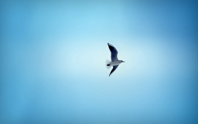 Bird flying blue sky white free wallpaper for desktop - medium preview image