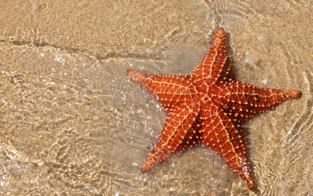 Starfish beach sand water splash free wallpaper for desktop - medium preview image