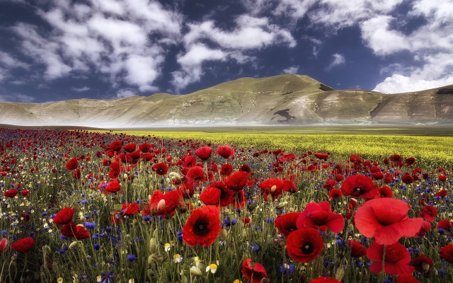 Red flowers mountain clouds sky free wallpaper for desktop - medium preview image