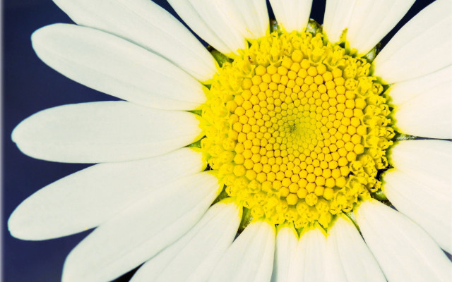 White yellow flower blue background free wallpaper for desktop - medium preview image