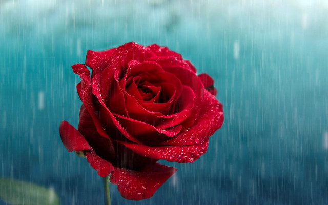Red rose water drops blue free wallpaper for desktop - medium preview image