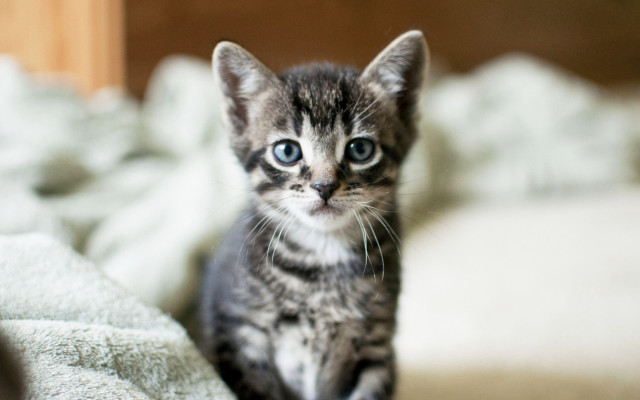 Sad kitten blue eyes blurry free wallpaper for desktop - medium preview image